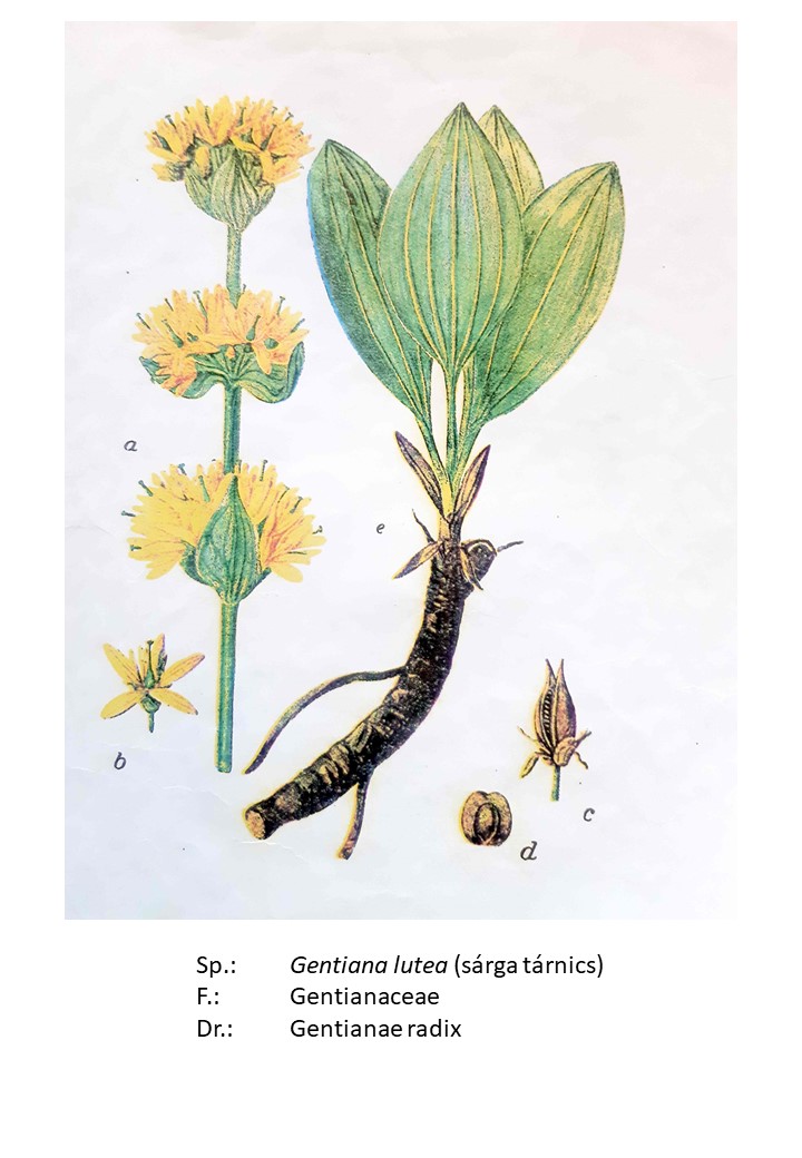 <p>sárga tárnics</p>