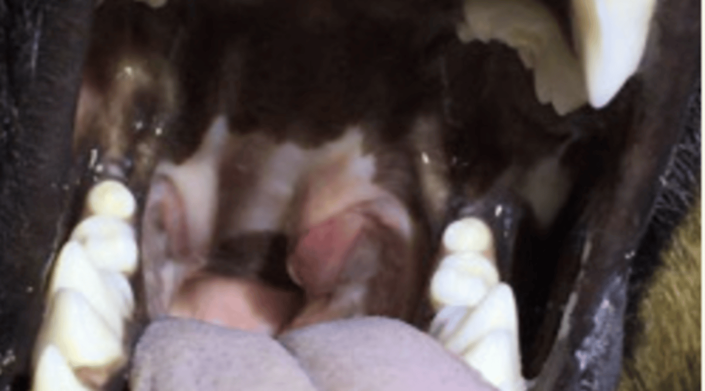 <p>cogemos el tonsil, traccionamos, y cortamos por atrás</p>