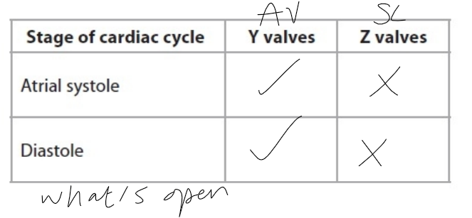 knowt flashcard image