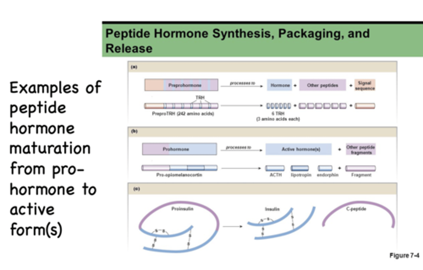 <p>Measure C-peptide</p>