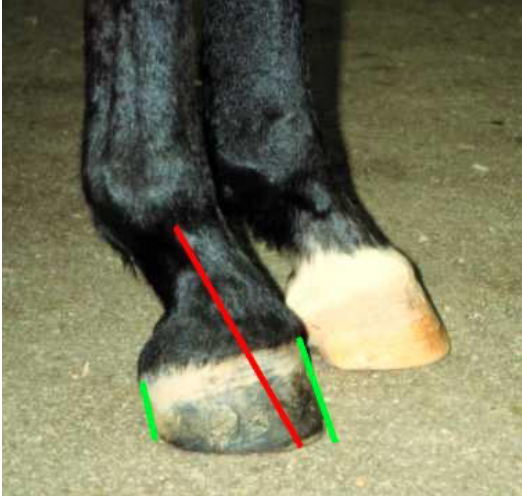 <p>1) Club foot - hoof angle &gt;60 degrees, caused by coffin joint flexion, increased strain on suspensory ligament and SDFT, increased pressure on heel</p>