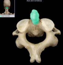 acts as pivot for rotation of atlas and the skull