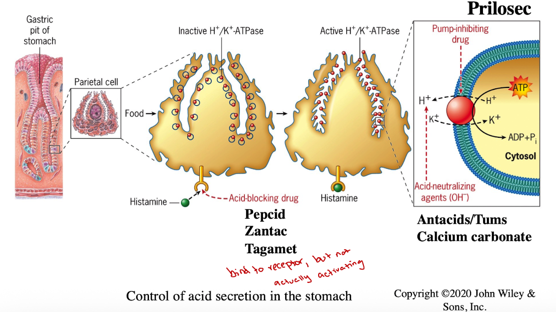 <ul><li><p>maintains acidic pH in the stomach for digestion</p></li><li><p>Histamine signaling moves pumps to membrane</p></li><li><p>Treatments for acid reflux:</p><ul><li><p>Antacids (Tums)</p></li><li><p>Histamine receptor blockers (Pepcid, Zantac)</p></li><li><p>Proton pump inhibitors (Prilosec)</p></li></ul></li></ul><p></p>