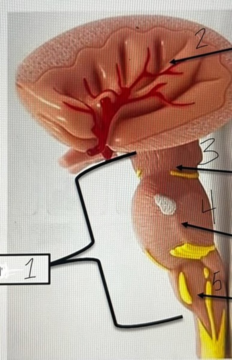 <p>According to the model, what does #4 represent?</p>