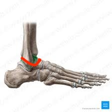 <p><span>connects tibia and fibula to talus bones</span></p>