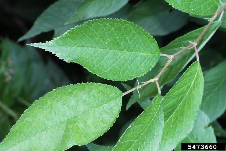 <p>American plum</p>