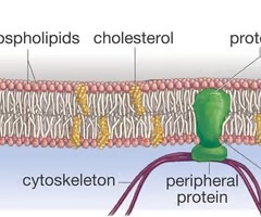 <p>20% of membrane lipids molecules of the plasma membrane; molecules found near the membrane surfaces amid the phospholipids; interact with phospholipids and hold them still and stiffen the membrane; high concentrations can increase membrane fluidity by preventing phospholipids from becoming packed closely together</p>