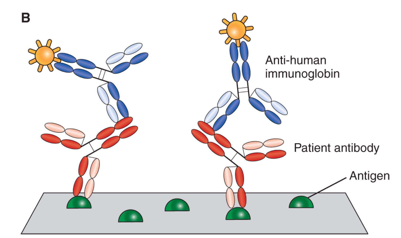 <p>Fluorescent immunoassay</p>