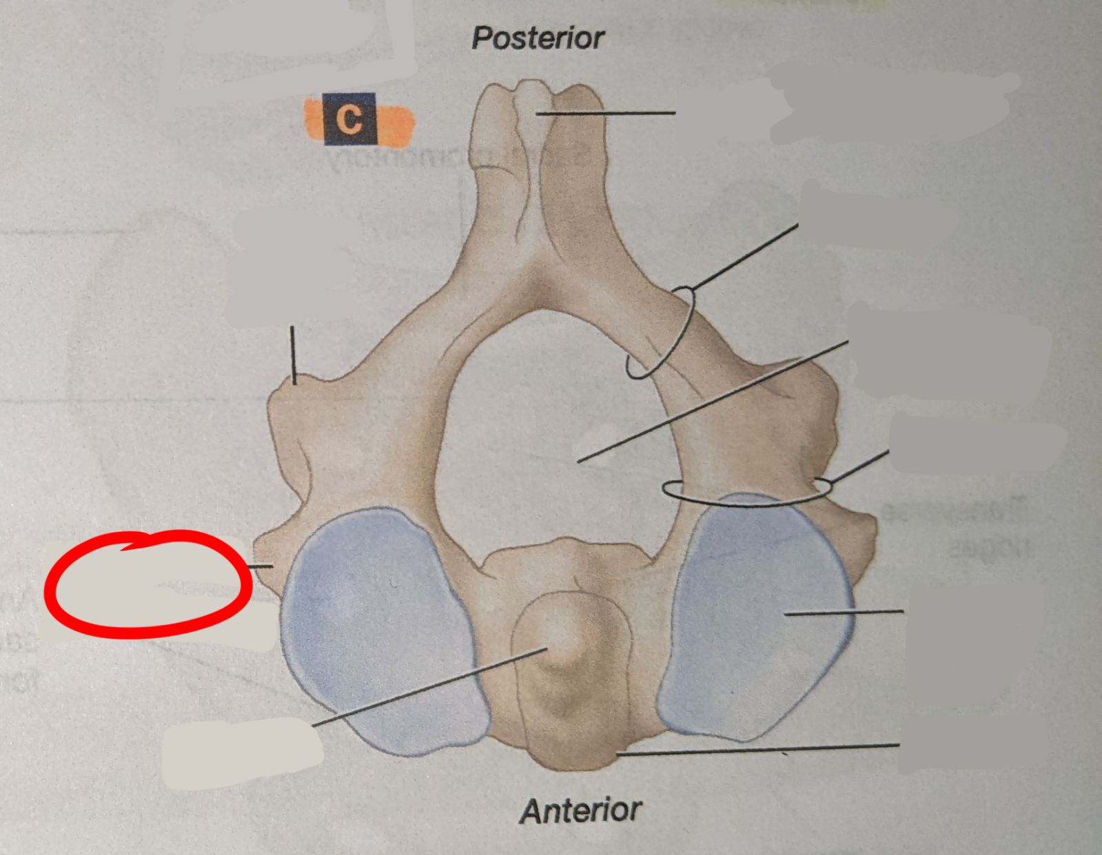 knowt flashcard image