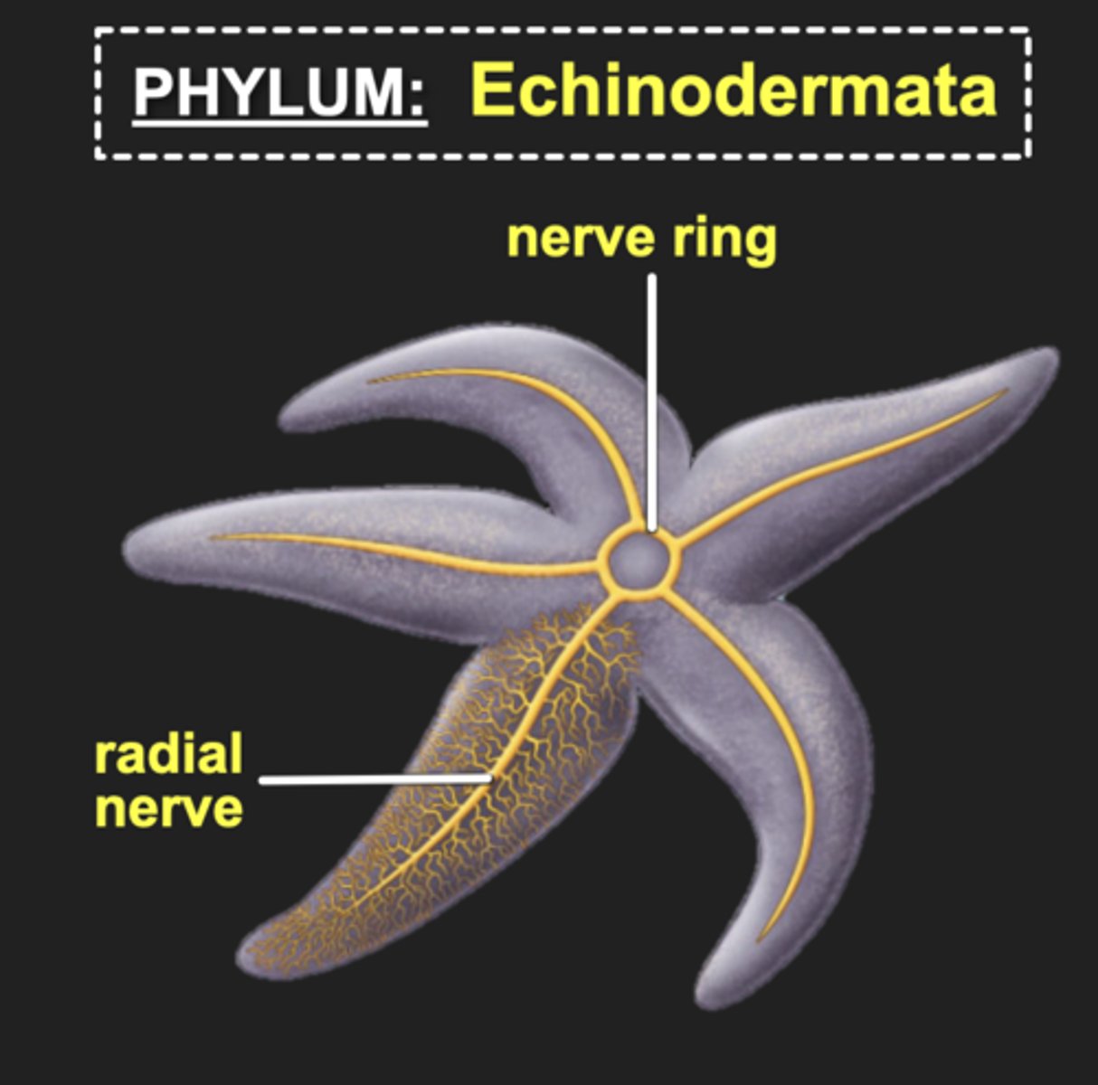 <p>nervous system of echinoderms; surrounds a centrally located mouth</p>