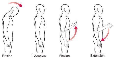 <p><span>The straightening of one bone on another in the SAGITTAL plane so that the body moves toward fundamental position is called</span></p>