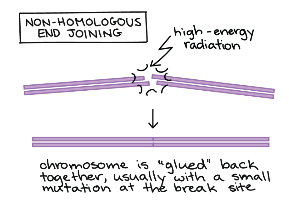 <ul><li><p>NHEJ = non-homologous end joining</p></li><li><p>“snel-plak” mechanisme adhv DNA-ligase</p><p>‎</p></li><li><p>+ snel</p></li><li><p>- kans op verlies bp, en dus ook loss of function</p></li></ul><p></p>