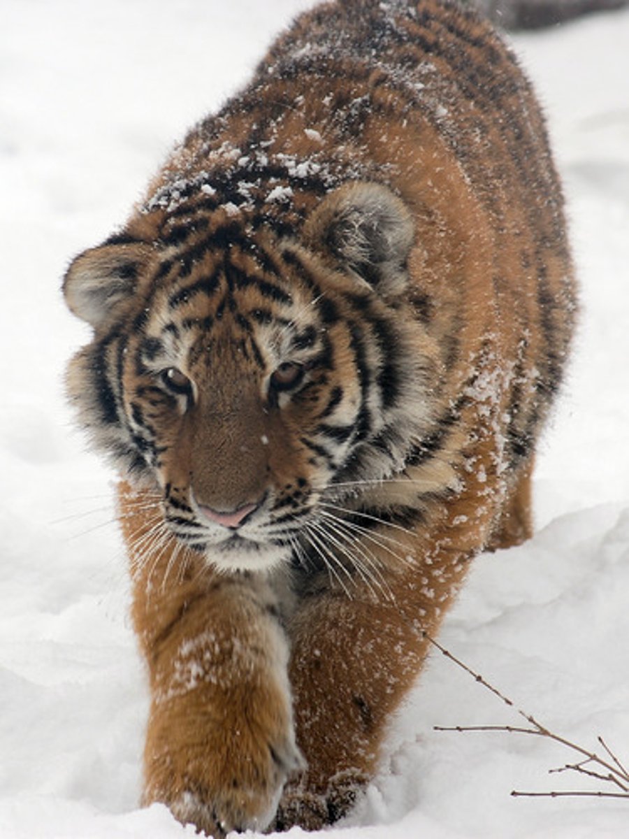 <p>en tiger</p>