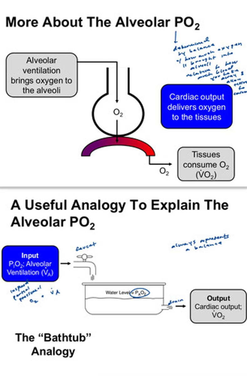 <p>represents the oxygen tensions in alveolar air or partial pressure of oxygen in the alveolar space: represents the PO2 that is found in the alveoli of an ideal lung with normal ventilation-perfusion matching</p>