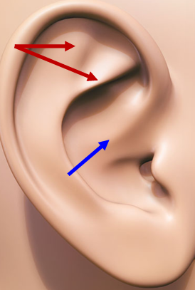 <p>Crus of Helix (blue)</p>