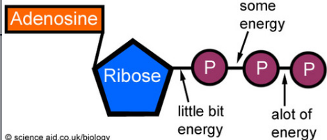<p>ATP</p>
