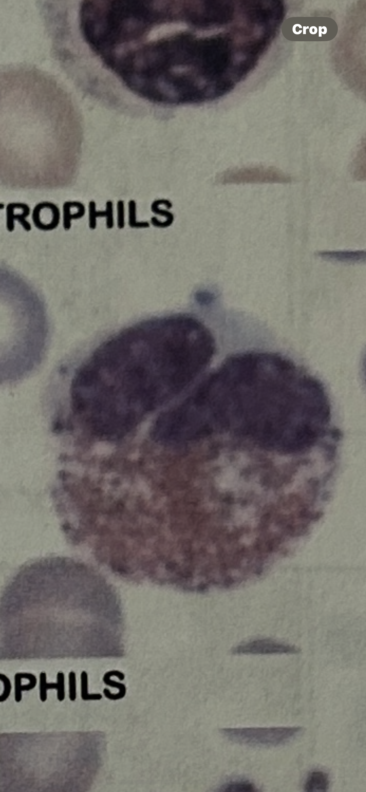<p>wbc</p>