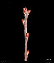 <ul><li><p>shade intolerant, open areas</p></li><li><p>alt branch</p></li><li><p>leaves: narrow, oblong</p></li><li><p>twigs: shiny, red / brown, slender</p></li><li><p>buds: round, bright red, clustered, “head of a pin”</p></li><li><p>bark: shiny, red / brown, orange lent</p></li><li><p>repro: bright red cherries</p></li></ul>