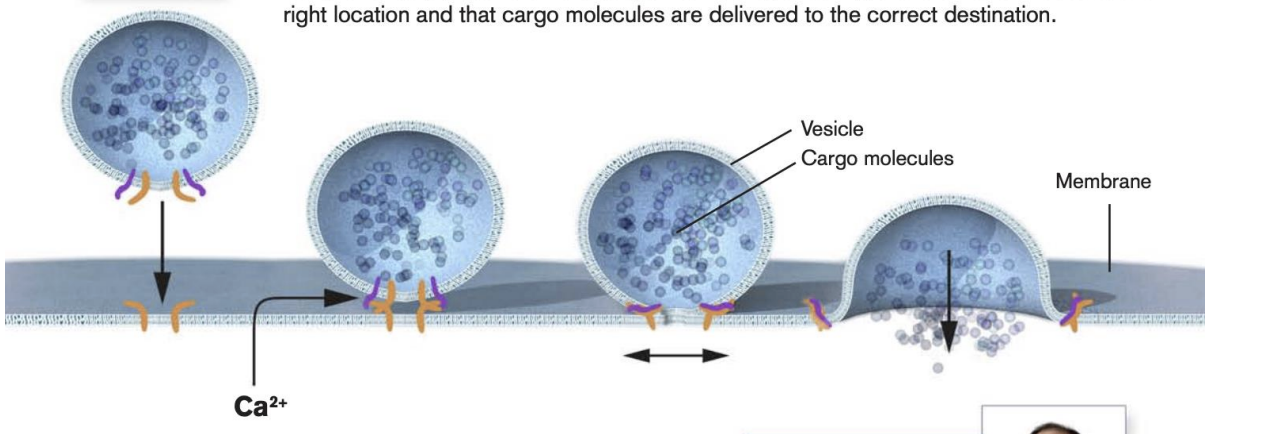 <ul><li><p>protein complex (orange) enables vesicles to fuse with target membranes</p><ul><li><p>proteins on vesicles bind to specific complementary proteins on the target membrane, ensuring that vesicle fuses at the right location and that cargo molecules are delivered to the correct destination </p></li></ul></li><li><p>Molecular machinery (purple) senses calcium ions (Ca2+) and triggers vesicle fusion</p><ul><li><p>how temporal percision is achieved and how signaling substances can be released from the vesicles on command</p></li></ul></li><li><p><span style="background-color: inherit; line-height: 19.55px; color: windowtext;"><span>Membrane and surface of vesicle have protienes that recongize eachtoher</span></span><span style="line-height: 19.55px; color: windowtext;"><span>&nbsp;</span></span></p></li><li><p class="Paragraph SCXO229795420 BCX0" style="text-align: left;"><span style="background-color: inherit; line-height: 19.55px; color: windowtext;"><span>Find spot where they land --&gt; fuse with bilipid layer and release content within the cell</span></span><span style="line-height: 19.55px; color: windowtext;"><span>&nbsp;</span></span></p><ul><li><p class="Paragraph SCXO229795420 BCX0" style="text-align: left;"><span style="background-color: inherit; line-height: 19.55px; color: windowtext;"><span>Liposome: put medicine in liposome and release the medicine into the human cell</span></span><span style="line-height: 19.55px; color: windowtext;"><span>&nbsp;</span></span></p></li></ul></li><li><p class="Paragraph SCXO229795420 BCX0" style="text-align: left;"><span style="background-color: inherit; line-height: 19.55px; color: windowtext;"><span>efficient</span></span><span style="line-height: 19.55px; color: windowtext;"><span>&nbsp;</span></span></p></li></ul><p></p>