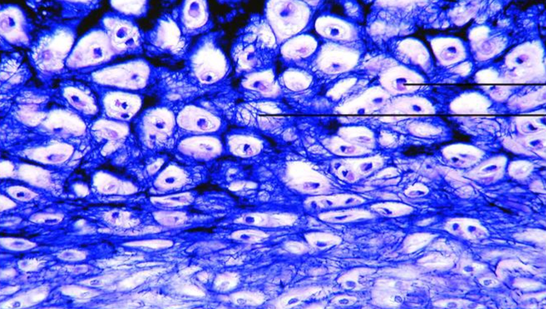 <p>Parts of cell III</p>