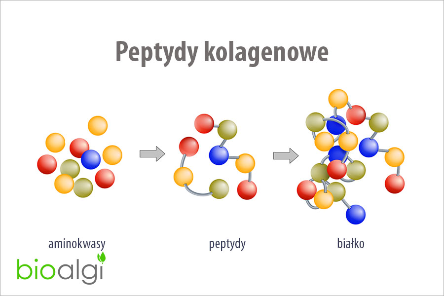 <p>co to peptyd i jak jest zbudowany</p>