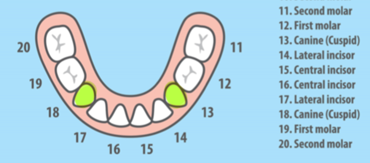 <p>Mandibular Primary Canines</p>