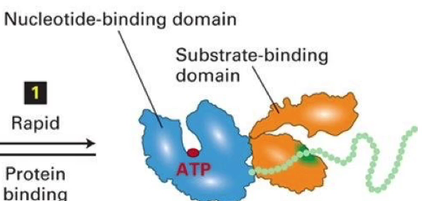 <p>Nucleotide-binding domain: binds to ATP</p><p>Substrate binding domain: unfolded protein</p>