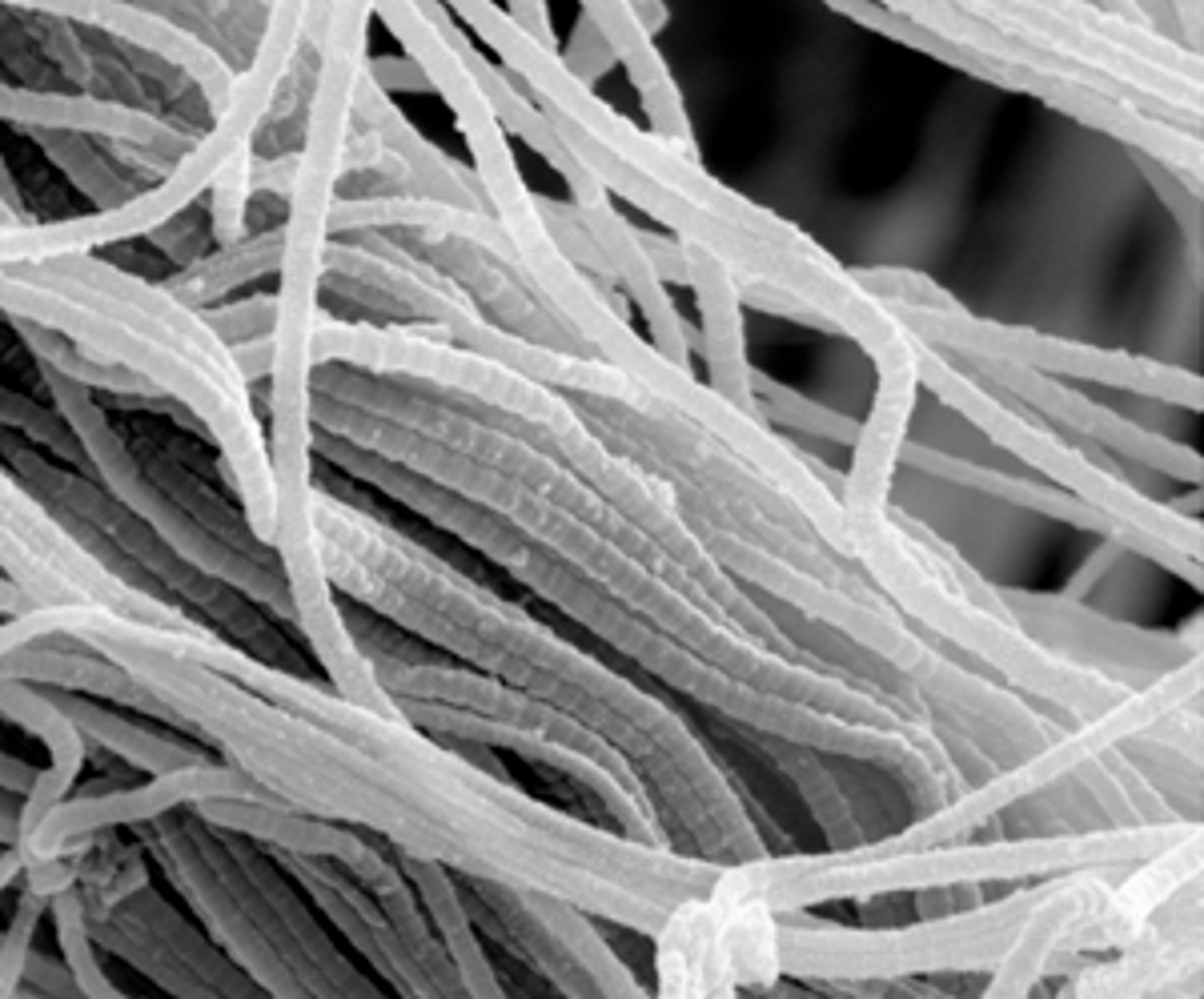 <p>fiber</p>