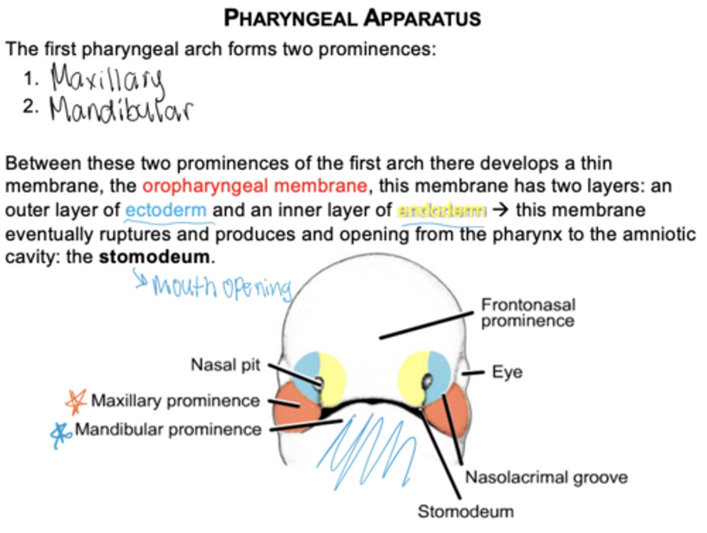 <p>It ruptures to create the opening of the mouth (stomodeum).</p>