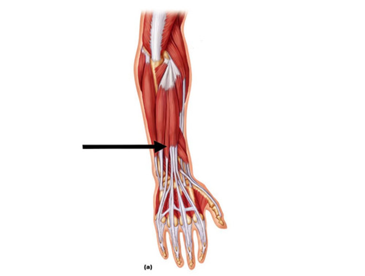 <p>Function: extensor of 5th digit</p><p>Innervation: radial nerve</p>