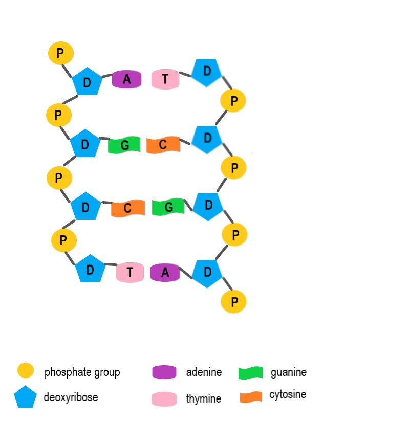 <p>strands</p>