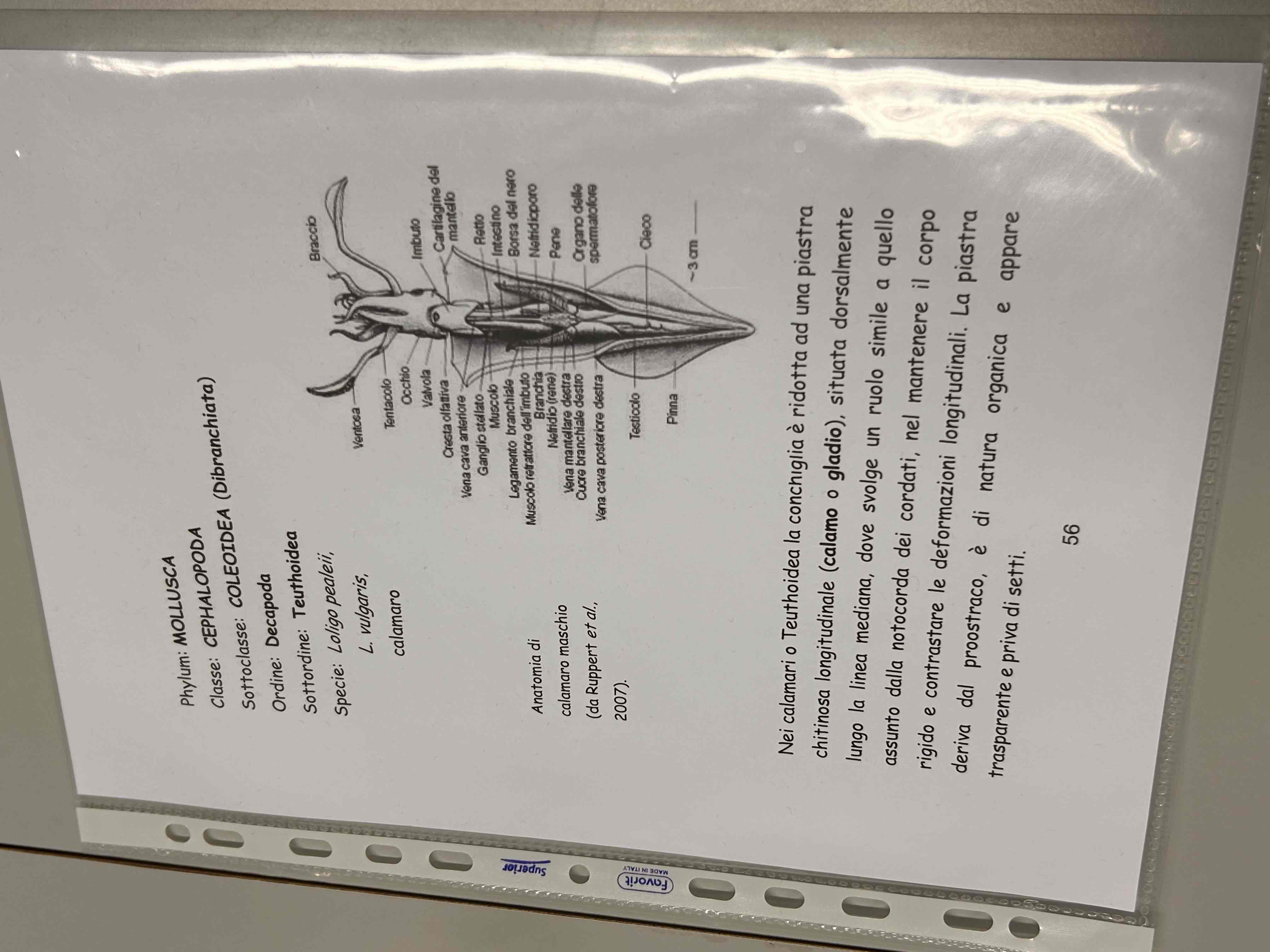 <p>Cefalopodi</p><p>Decapodi</p><p>Loligo pealeii /L. Vulgaris</p><p>[calamaro]</p>