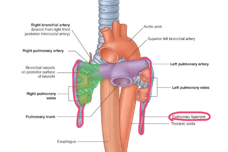 <p>loose sleeve around the root of the lung, allows the lungs to expand, where visceral and parietal pleura meet</p>
