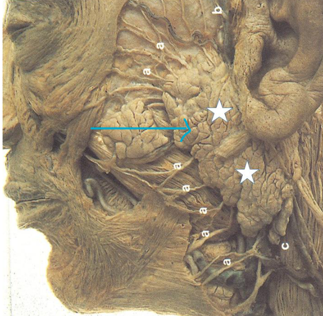 <p>what structure?</p>