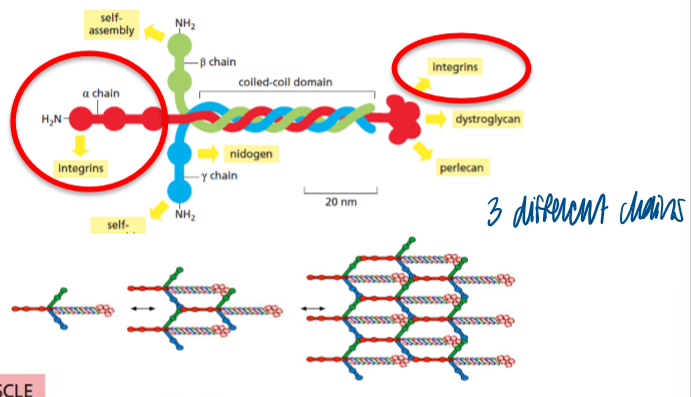 <p>heterotrimer (has 3 different chains) </p>