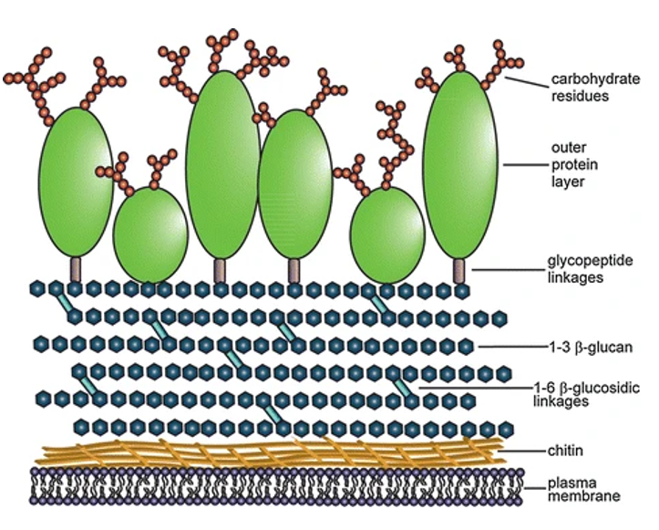 <ol><li><p>Carbohydrate residues&nbsp;</p></li><li><p>Outer protein layer&nbsp;</p></li><li><p>Glycopeptide Linkages</p></li><li><p>1-3 β-glucan&nbsp;</p></li><li><p>1-6 β-glucosidic&nbsp;Linkages</p></li><li><p>Chitin&nbsp;</p></li><li><p>Plasma membrane&nbsp;</p></li></ol><p></p>
