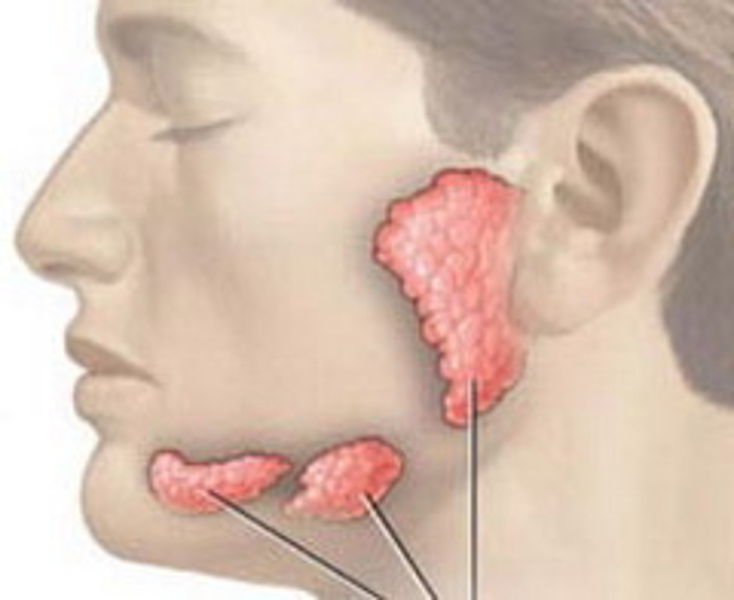 <p>Een klier is een orgaan met als hoofdfunctie het produceren of transporteren van specifieke stoffen, zoals hormonen, afweerstoffen, of andere lichaamsvloeistoffen. Voorbeelden zijn het produceren van speeksel door speekselklieren, het filteren van afvalstoffen door lymfeklieren, of het afgeven van hormonen door endocriene klieren zoals de schildklier.</p>