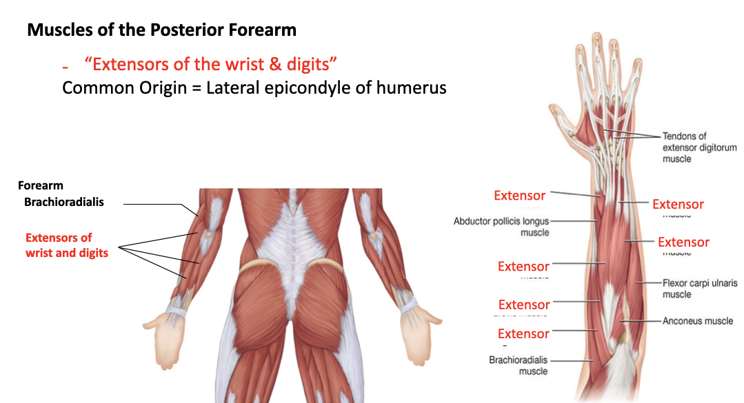 <p>extensors of the wrist and digits</p>