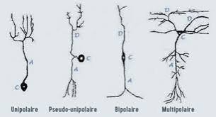 <p>MULTIPOLAIRES </p><ul><li><p>Seul action et d’imposante dendrites ( arbres dendritiques) </p></li><li><p>Constitue majorité neurones cerveau</p></li></ul><p>BIPOLAIRES </p><ul><li><p>Axone unique d’entrée opposée au corps cellulaire</p></li></ul><p>UNIPOLAIRES</p><ul><li><p>un seul long prolongement : L’axone s’étend à partir du corps cellulaire</p></li></ul><p>PSEUDO-UNIPOLAIRES </p><ul><li><p>unique dendrite et axone sont collés près du corps cellulaire avant de se séparer</p></li></ul><p></p>