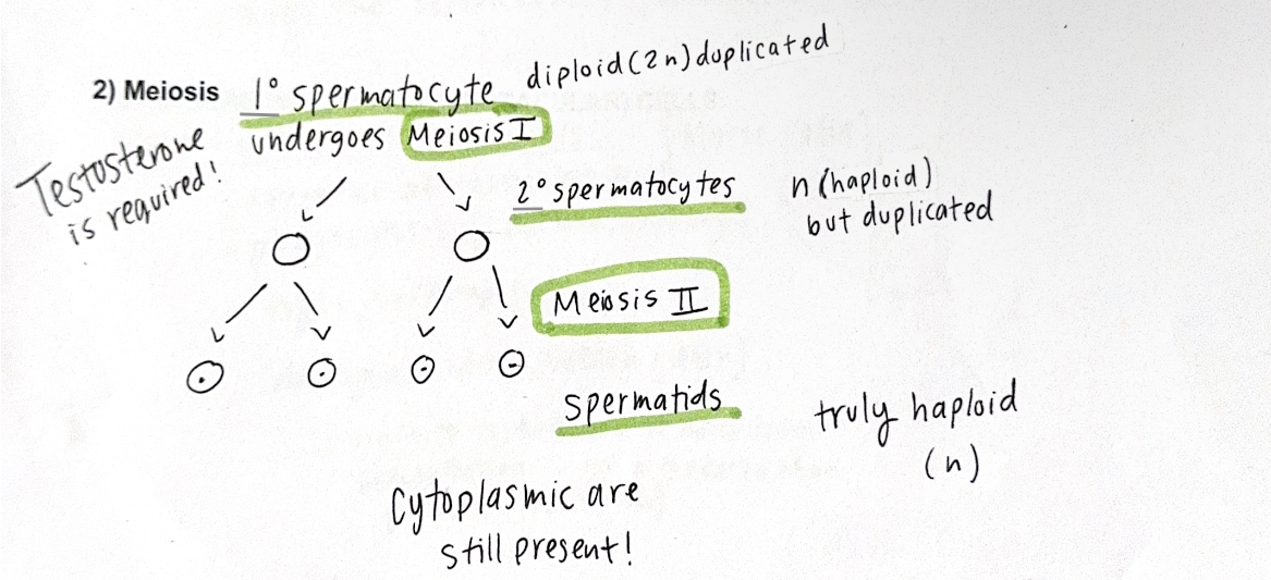 <p>This process is a type of cell division in which the chromosome number is reduced from 46 (2n) to 23 (n</p><ul><li><p>One diploid cell gives rise to 4 haploid cells</p></li></ul><ul><li><p>In males Testosterone is required</p></li><li><p>The cytoplasmic are still present</p></li></ul><p></p>