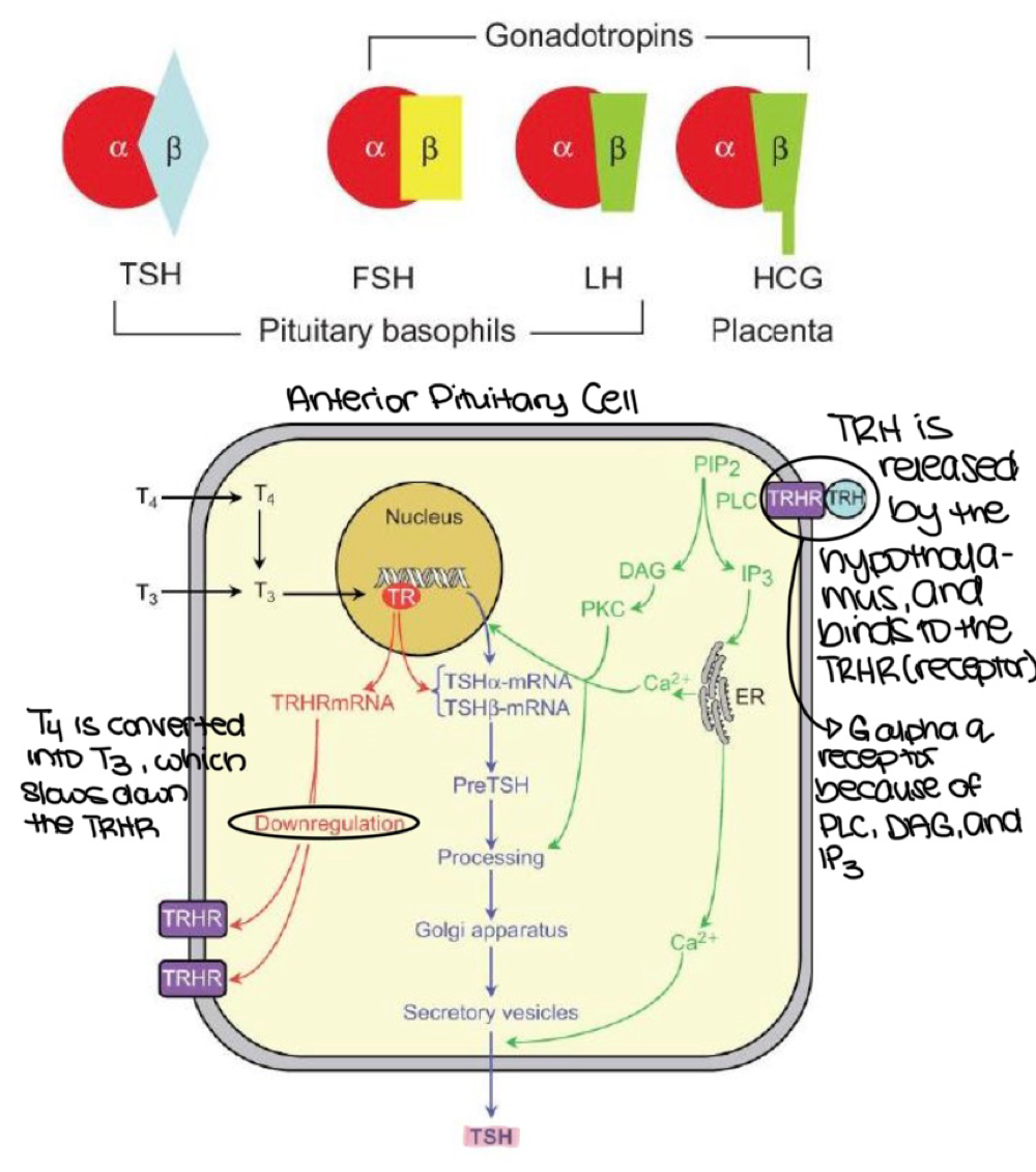 <p>slows down/downregulates </p>