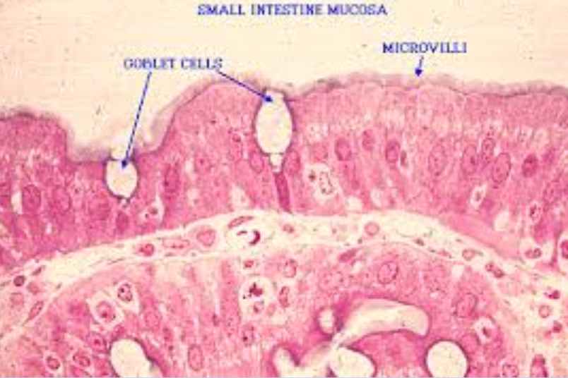 <ul><li><p>Help to create <strong>mucus</strong> to move the chyme along the intestinal tract.    </p><p></p></li></ul>