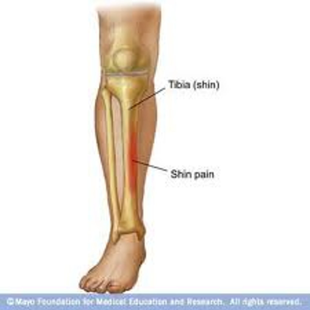<p>the shin or shin bone</p>