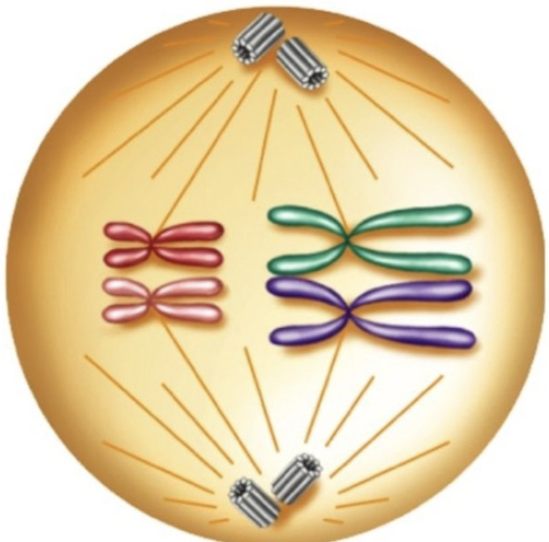 homologous chromosome pairs line up along the middle of the cell.