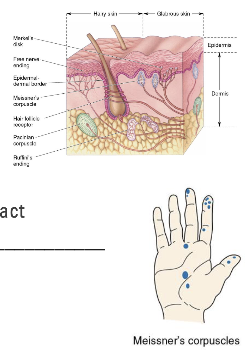 <p>Small receptors in upper dermis; common in fingers</p><p>Detect fine touch and pressure</p><ul><li><p>Small receptive field</p></li><li><p>Rapid adapting</p><ul><li><p>React quickly to initial contact, but not sustained contact</p></li><li><p><strong>Best at detecting heavier textures and lower frequency vibrations</strong></p></li></ul></li></ul><p></p>