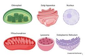 <p><span>a subcellular structure that has one or more specific jobs to perform in the cell, much like an organ does in the body.</span></p>