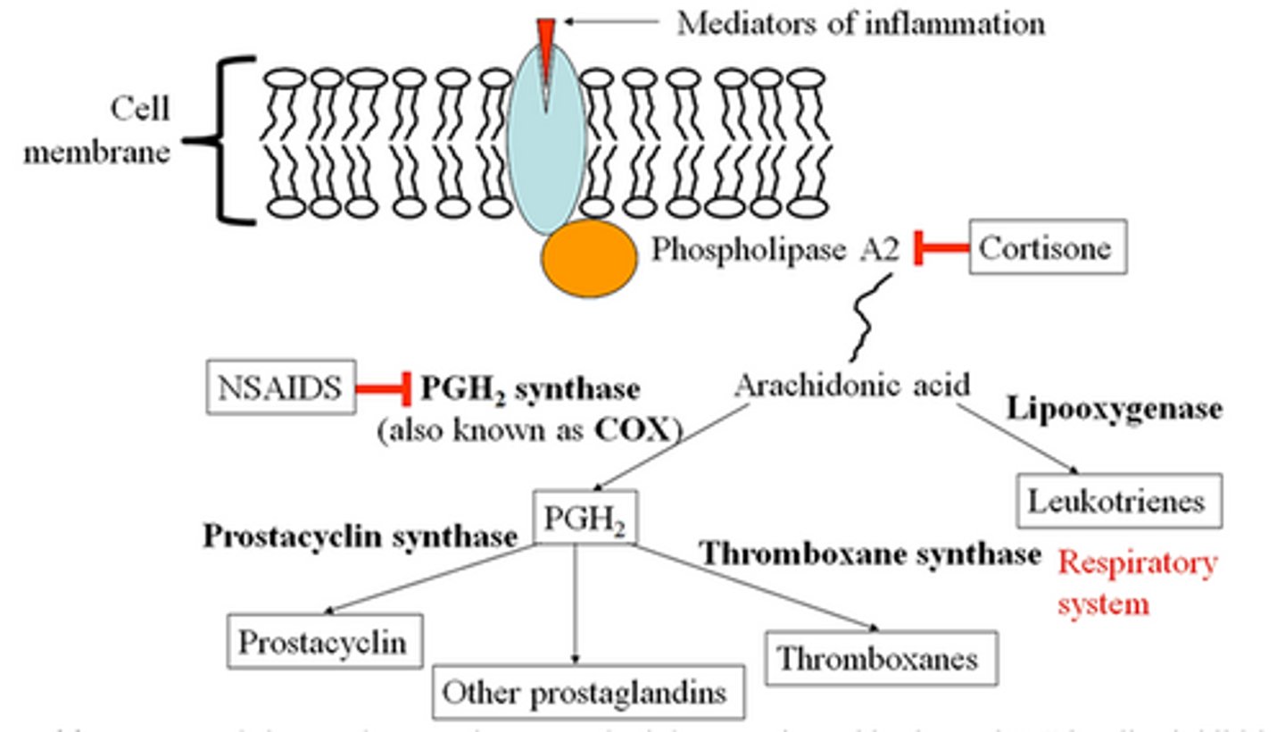 <p>____________ + ____________ are made from the same starting molecule (arachidonic acid) by the effect of two different enzymes.</p>