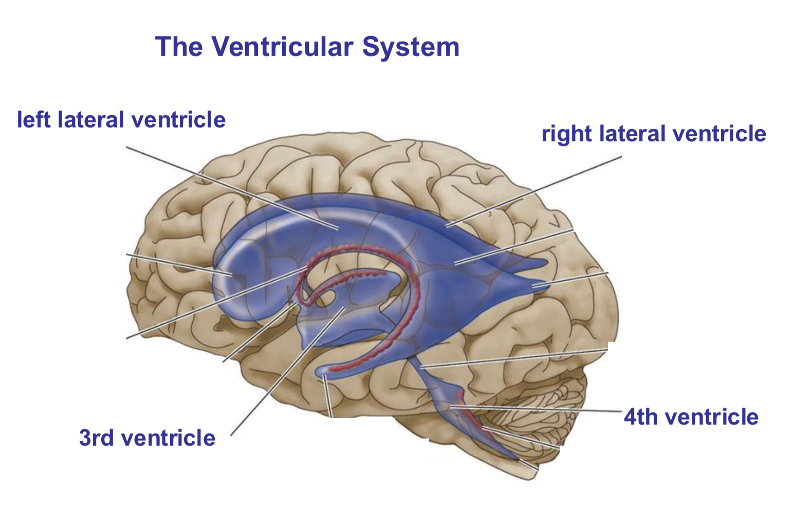 <ol><li><p>Left lateral ventricle (in left hemisphere)</p></li><li><p>Right lateral ventricle (in right hemisphere)</p></li><li><p>3rd ventricle</p></li><li><p>4th ventricle </p></li></ol><p></p>