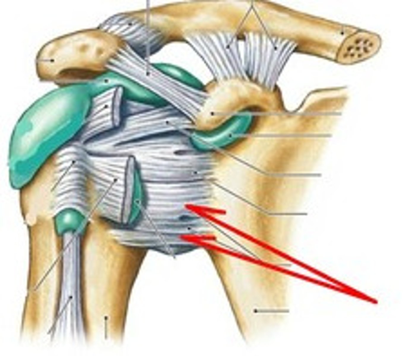 <p>Reinforce capsule, connect glenoid to humeral head.</p>