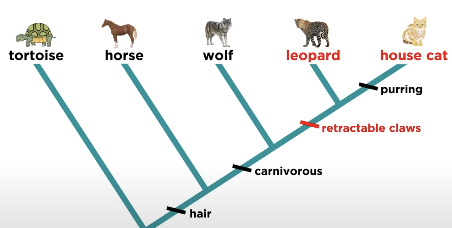 <p>Classification of organisms based on common descent.</p>